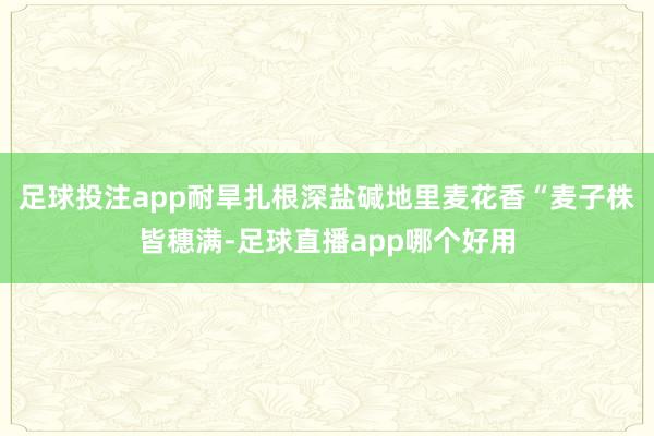 足球投注app耐旱扎根深盐碱地里麦花香“麦子株皆穗满-足球直播app哪个好用